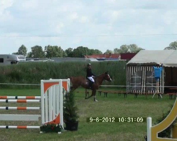 jumper Donna Lion (German Sport Horse, 2006, from Don Papas)
