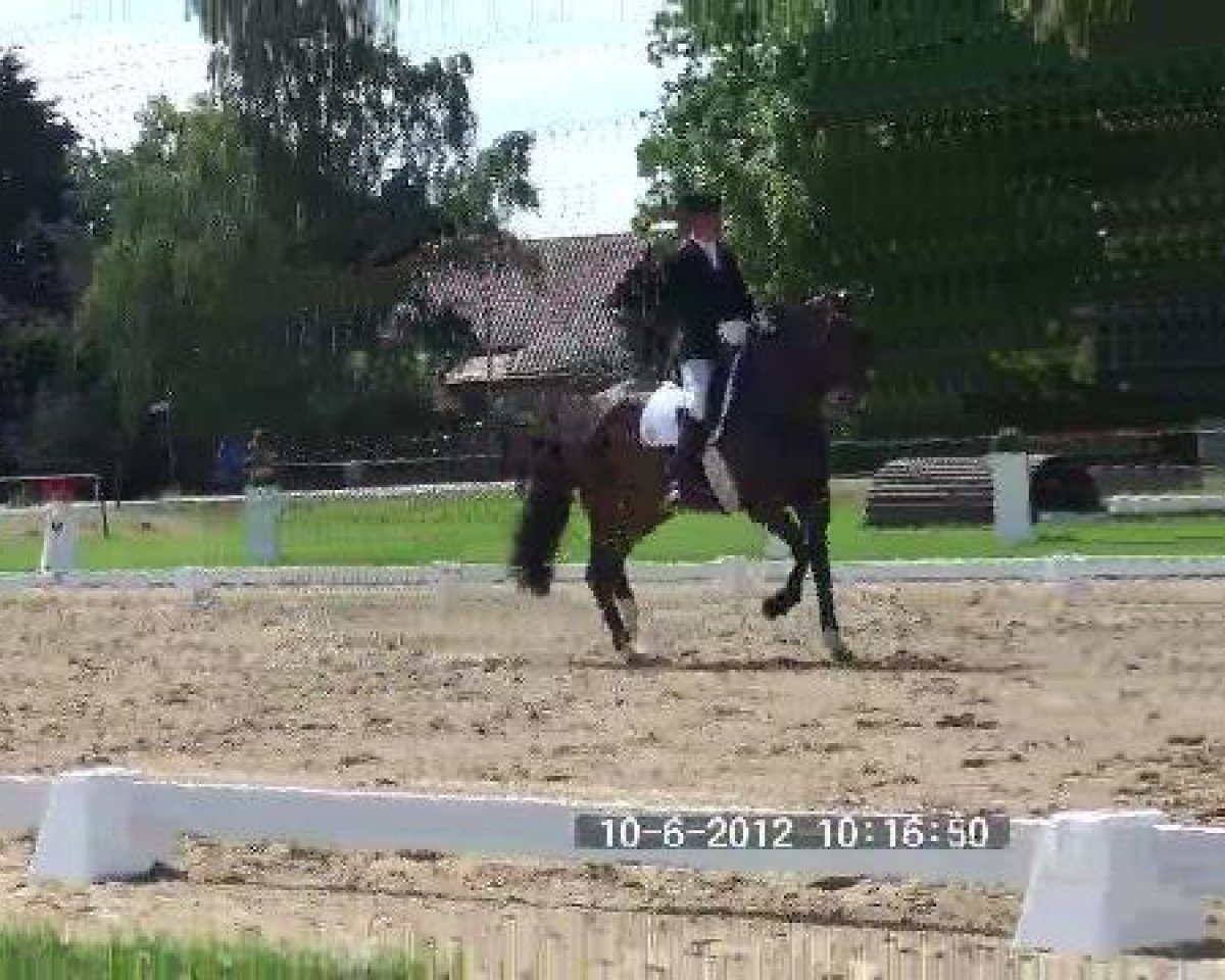Springpferd Fritz 611 (Hannoveraner, 2005, von Florencio I)