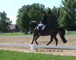 dressage horse Herzfürst (Trakehner, 2001, from Schiffon)