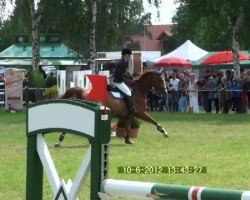 jumper Adlantico (Hanoverian, 2005, from Adlantico As)