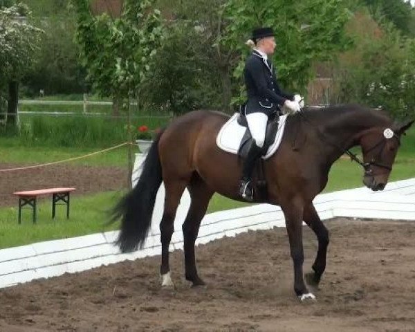 dressage horse Graf Top's Gracy (Hanoverian, 2005, from Graf Top)
