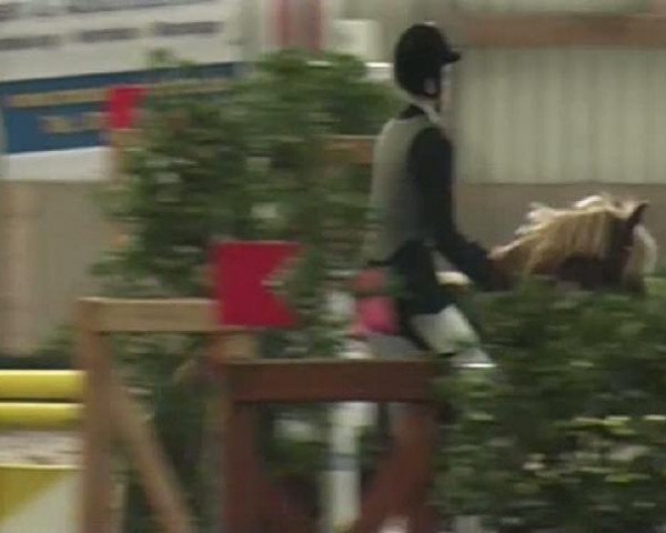 horse Pernod Noble (German Riding Pony, 1994, from Power Man)