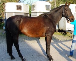 horse Bossanova L (Hanoverian, 1991, from Bismarck)