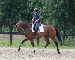 broodmare Sternina (Westphalian, 2008, from Stalypso)