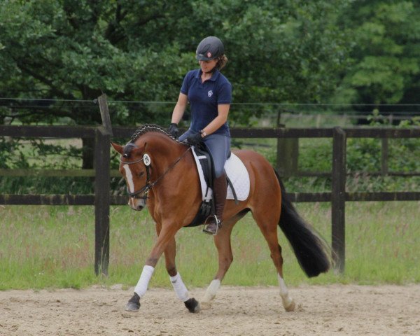 broodmare Casino's Chelsey (German Riding Pony, 2009, from Casino Royale K WE)
