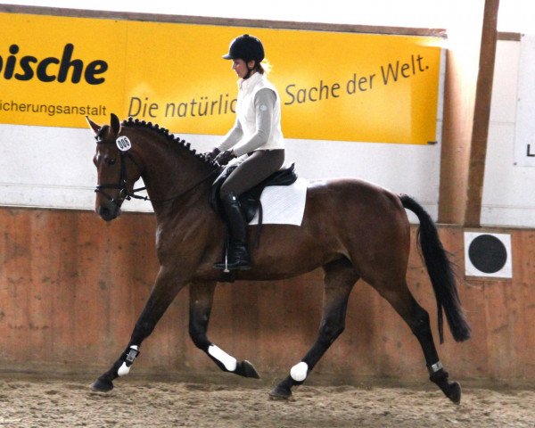 broodmare Cellin-Diong (Westphalian, 2009, from Call him top)