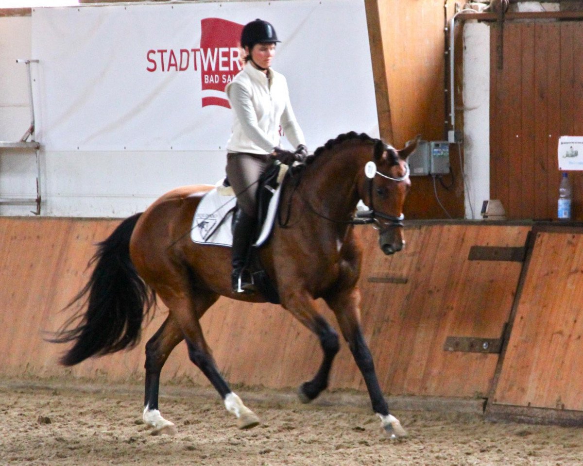 Zuchtstute Coco Chanel (Westfale, 2009, von Christ)