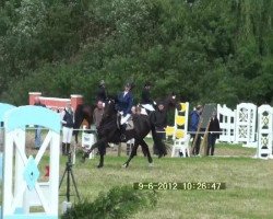 broodmare Quidams Lady (Hanoverian, 2004, from Quidam's Rubin)