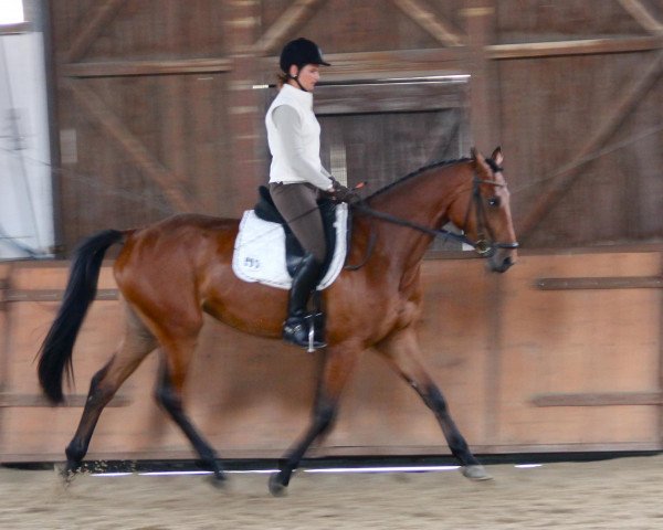 broodmare Carla R (Westphalian, 2009, from Carell)