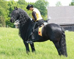 Pferd Gurbe fan'e Welle (Friese, 2002, von Thomas)