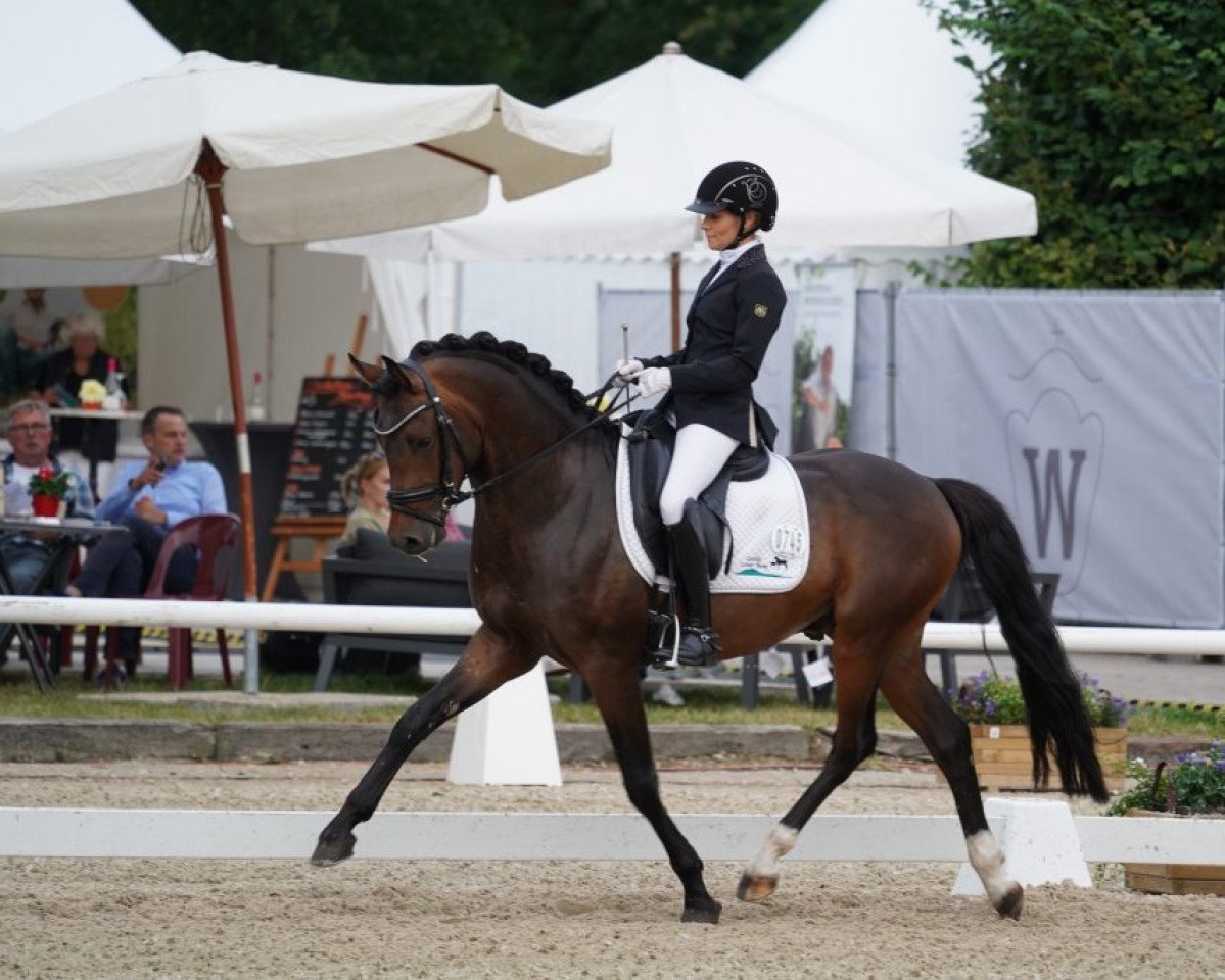 stallion Der kleine Earl (German Riding Pony, 2018, from Der feine Lord AT)