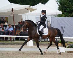 dressage horse Der kleine Earl (Deutsches Reitpony, 2018, from Der feine Lord AT)