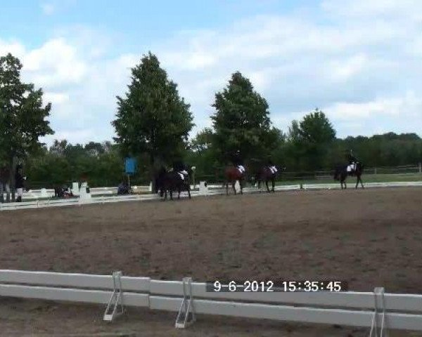 dressage horse Linie 2 (Hanoverian, 2005)