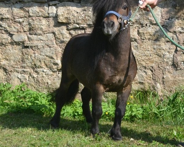 stallion Braywood Topaz (Shetland pony (under 87 cm), 1992, from Braywood Toy Boy)