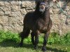 Deckhengst Braywood Topaz (Shetland Pony (unter 87 cm), 1992, von Braywood Toy Boy)