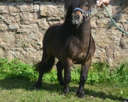 stallion Braywood Topaz (Shetland pony (under 87 cm), 1992, from Braywood Toy Boy)