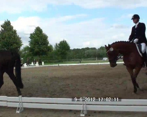 horse Odin 313 (Trakehner, 2001, from Liebestraum)