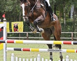 jumper Sir Toby K (Württemberger, 2001, from Sir Caletto)