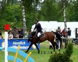 jumper Caballero 89 (Holsteiner, 2003, from Cash)