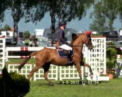 broodmare Quamina (Oldenburg, 2004, from Quidam's Rubin)