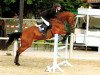 jumper Crilius (Oldenburg show jumper, 2007, from Cristo)