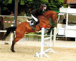 jumper Crilius (Oldenburg show jumper, 2007, from Cristo)