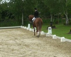 dressage horse Don Bernardo (Hanoverian, 2002, from Don Vino)