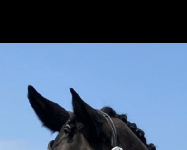 dressage horse Fürstin Feodora 4 (Hanoverian, 2015, from Fürst Belissaro)