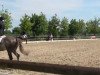 dressage horse Balletino (Hanoverian, 2008, from Ballettmeister)