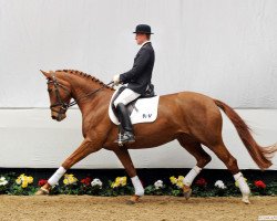 dressage horse Jolie 33 (Westphalian, 2006, from Jazz Rubin)