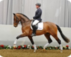 dressage horse Siebenstein WF (Westphalian, 2009, from Schumacher)