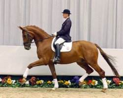 dressage horse Diamonit 4 (Westphalian, 2005, from Dr Doolittle 45)