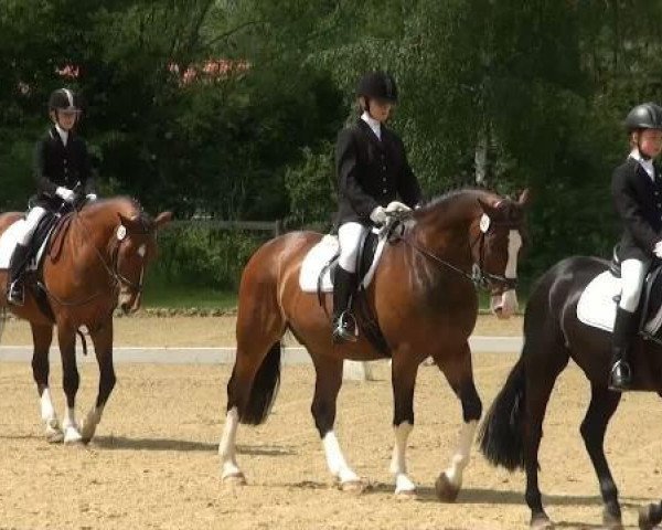 dressage horse Anemao (Westphalian, 1988, from Artwig)