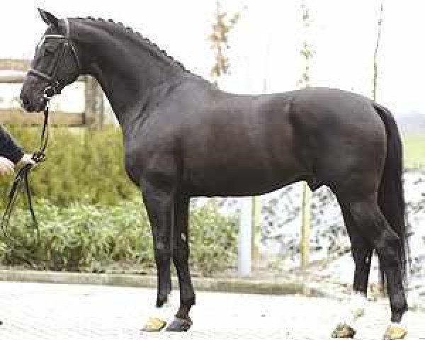 Deckhengst Negro (Koninklijk Warmbloed Paardenstamboek Nederland (KWPN), 1995, von Ferro)