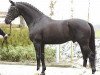 stallion Negro (Dutch Warmblood, 1995, from Ferro)