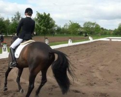 stallion Bernadetti (Hanoverian, 2006, from Breitling W)