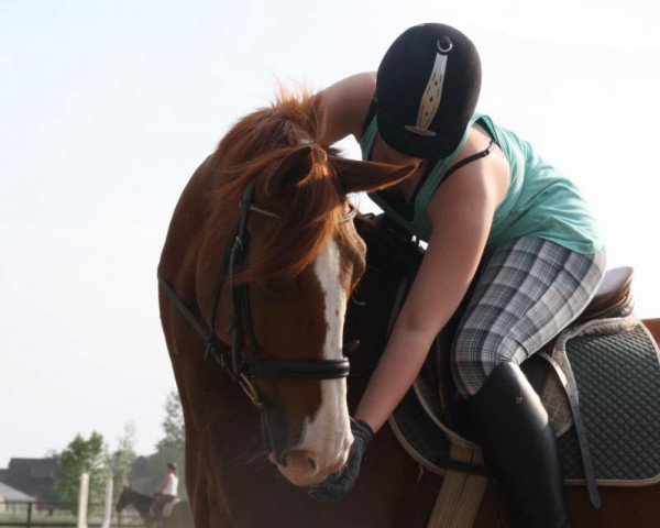 Pferd Wayoness (Hannoveraner,  , von Weltmeyer)