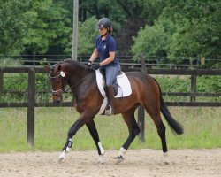 broodmare Dieda 6 (Hanoverian, 2009, from Diarado)