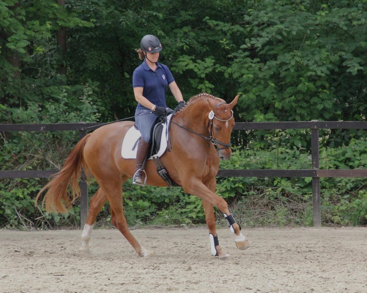 Zuchtstute Scarlet (Shetland Pony, 2009, von Sandro Bedo)
