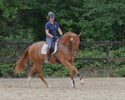 Dressurpferd Scarlet (Shetland Pony, 2009, von Sandro Bedo)