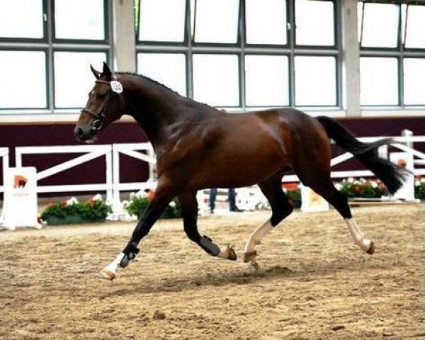 stallion Chetlag (German Sport Horse, 2009, from Cellestial)