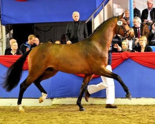 stallion Chacco Me Biolley (Oldenburg show jumper, 2009, from Chacco-Blue)
