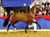 stallion Chacco Me Biolley (Oldenburg show jumper, 2009, from Chacco-Blue)