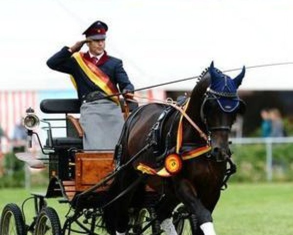 dressage horse Sir Lausitz (German Sport Horse, 2006, from Samba Ole)