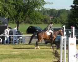 horse Coeur Diamond (Oldenburg, 2006, from Shamane)