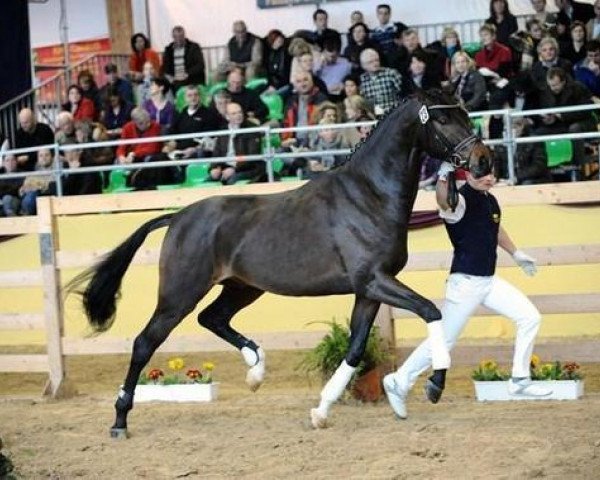 stallion Quantau (German Sport Horse, 2008, from Quaterback)