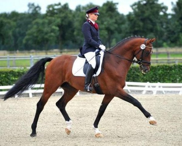 stallion Quandolino (German Sport Horse, 2006, from Quando-Quando)