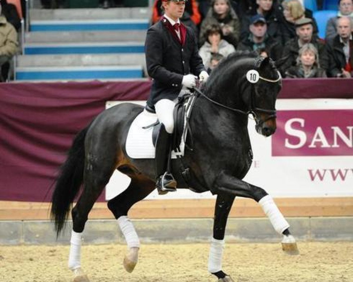 Deckhengst Quadroneur (Deutsches Sportpferd, 2007, von Quaterback)