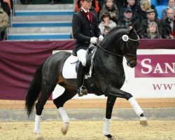 stallion Quadroneur (German Sport Horse, 2007, from Quaterback)