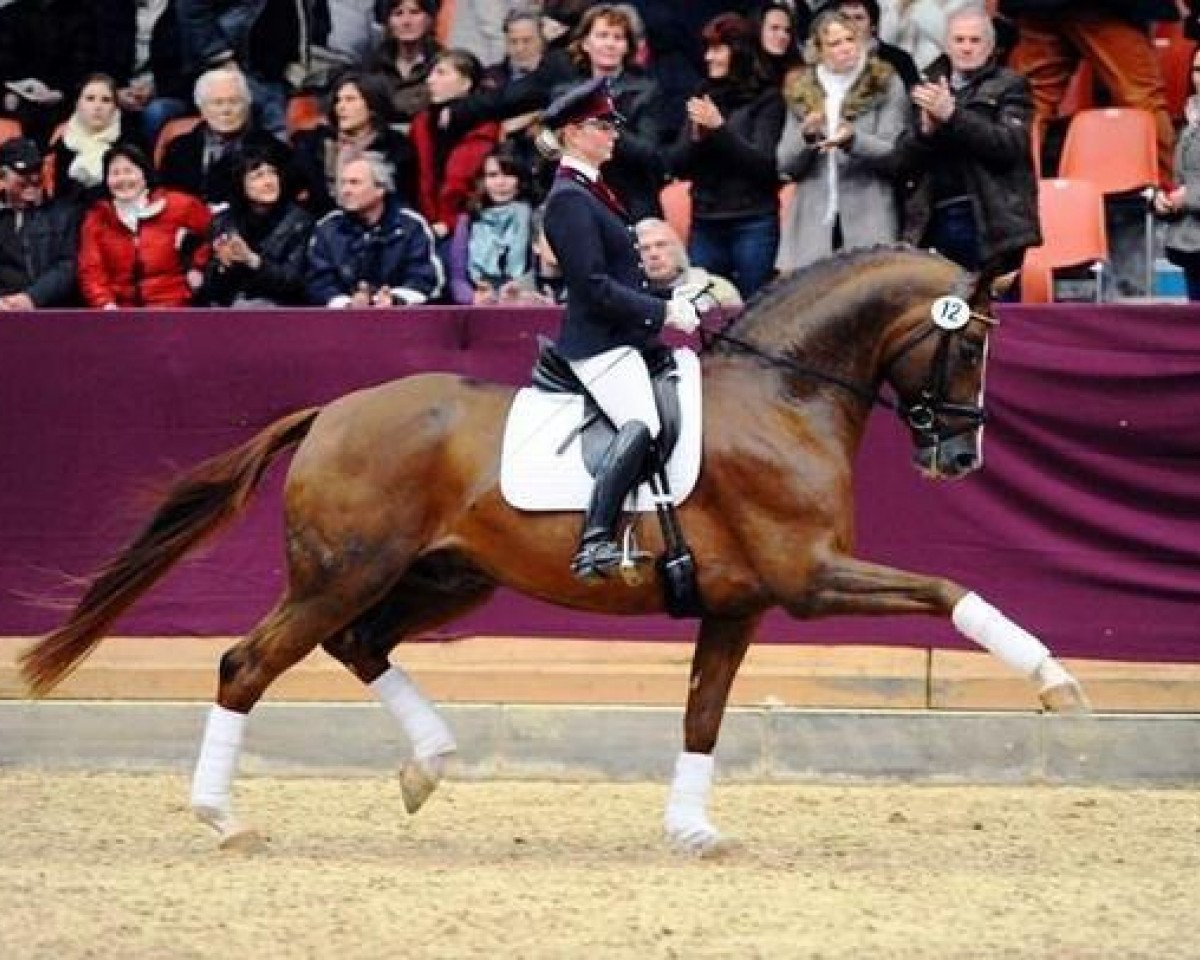 stallion Quaterback (German Sport Horse, 2003, from Quaterman I)
